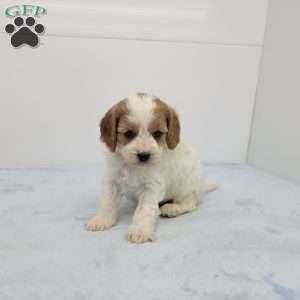 Cleason, Cavapoo Puppy