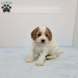 Cleason, Cavapoo Puppy
