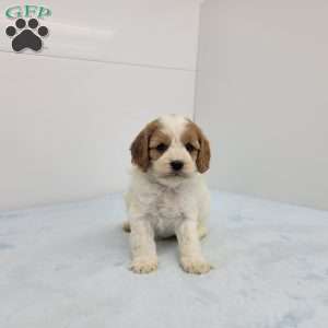 Cleason, Cavapoo Puppy