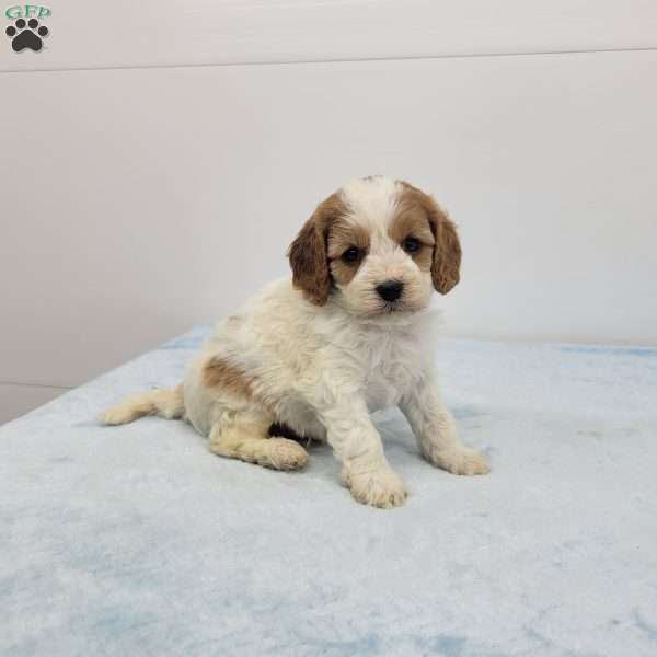 Cleason, Cavapoo Puppy