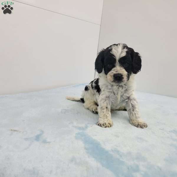 Calvin, Cavapoo Puppy