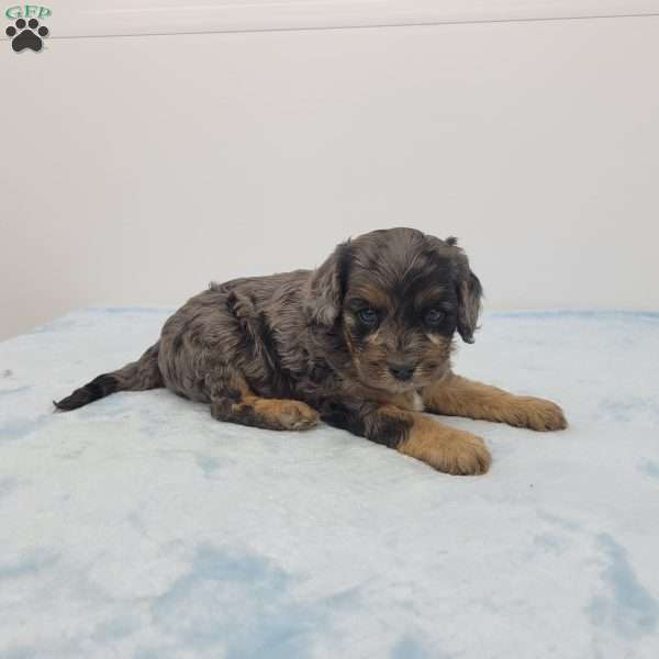 Chris, Cavapoo Puppy