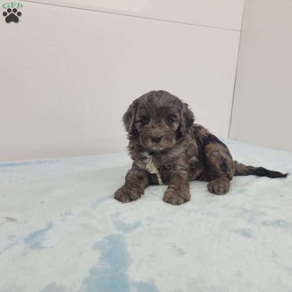 Cory, Cavapoo Puppy