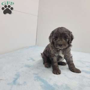 Cory, Cavapoo Puppy