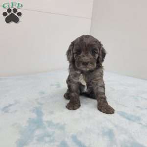 Cory, Cavapoo Puppy
