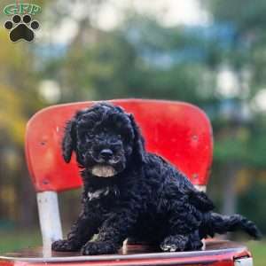 Midnight, Miniature Poodle Puppy