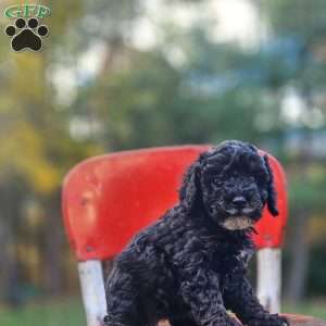 Midnight, Miniature Poodle Puppy