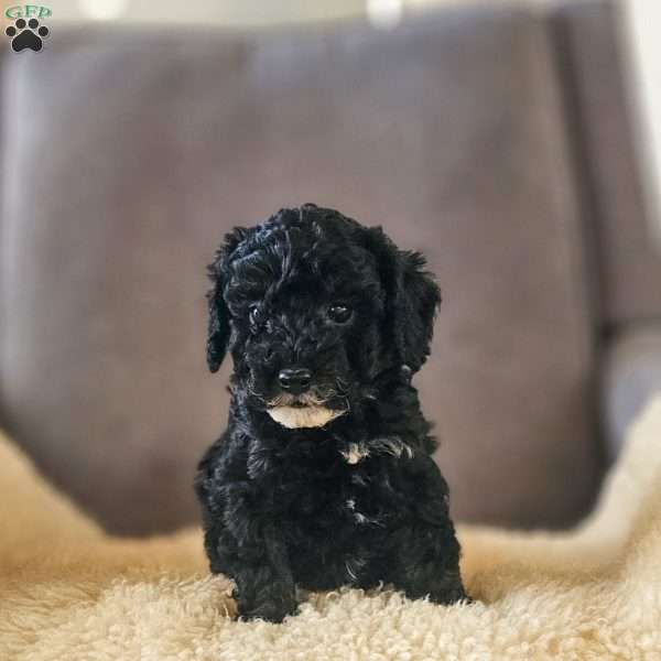 Midnight, Miniature Poodle Puppy