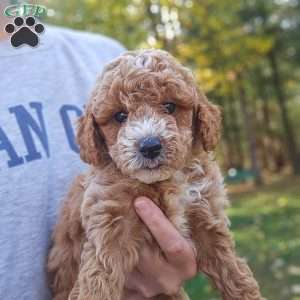 Wren, Miniature Poodle Puppy