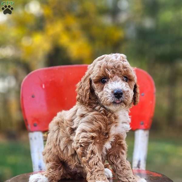 Wren, Miniature Poodle Puppy