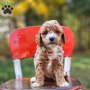 Wren, Miniature Poodle Puppy