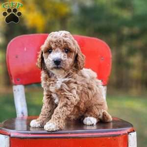Wren, Miniature Poodle Puppy