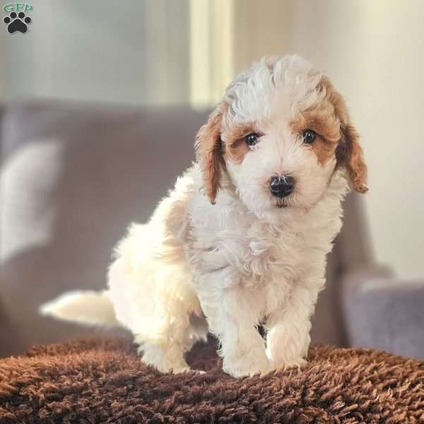 Willy, Miniature Poodle Puppy