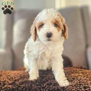 Willy, Miniature Poodle Puppy