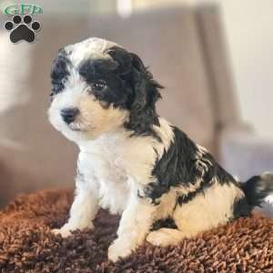 Benny, Miniature Poodle Puppy