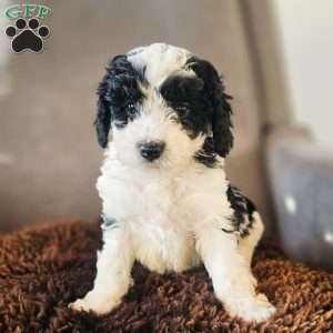 Benny, Miniature Poodle Puppy