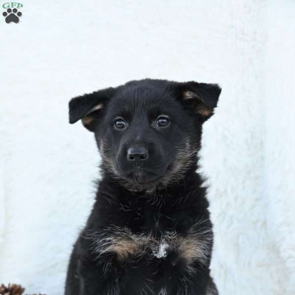 Holly, German Shepherd Puppy