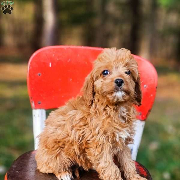 Ivory, Cavapoo Puppy