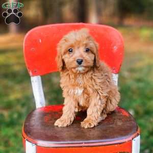 Kia, Cavapoo Puppy