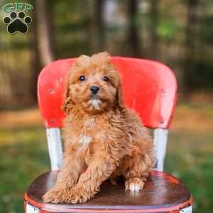 Ivory, Cavapoo Puppy