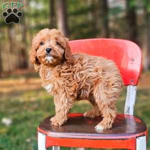 Ivory, Cavapoo Puppy