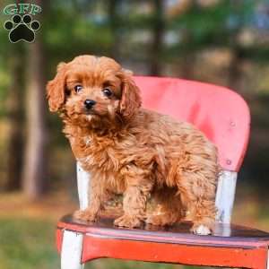 Callie, Cavapoo Puppy