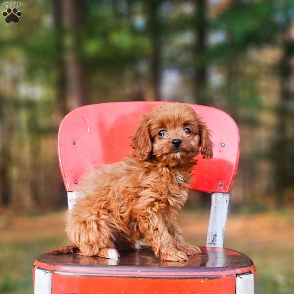 Callie, Cavapoo Puppy