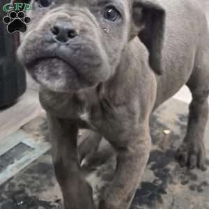 Bruiser, Cane Corso Puppy