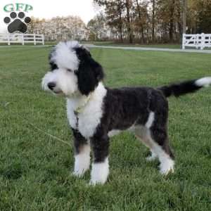 Edmond, Mini Sheepadoodle Puppy