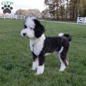 Edmond, Mini Sheepadoodle Puppy
