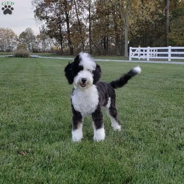 Edmond, Mini Sheepadoodle Puppy