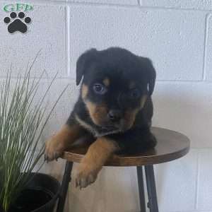 Ellie, Rottweiler Puppy