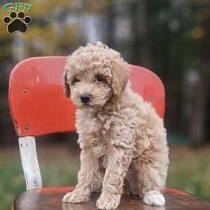 Hazel, Miniature Poodle Puppy
