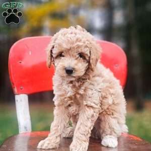 Hazel, Miniature Poodle Puppy