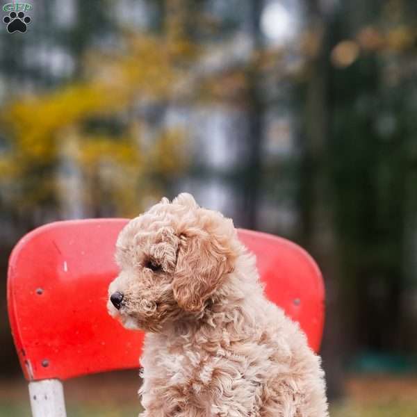 Hazel, Miniature Poodle Puppy