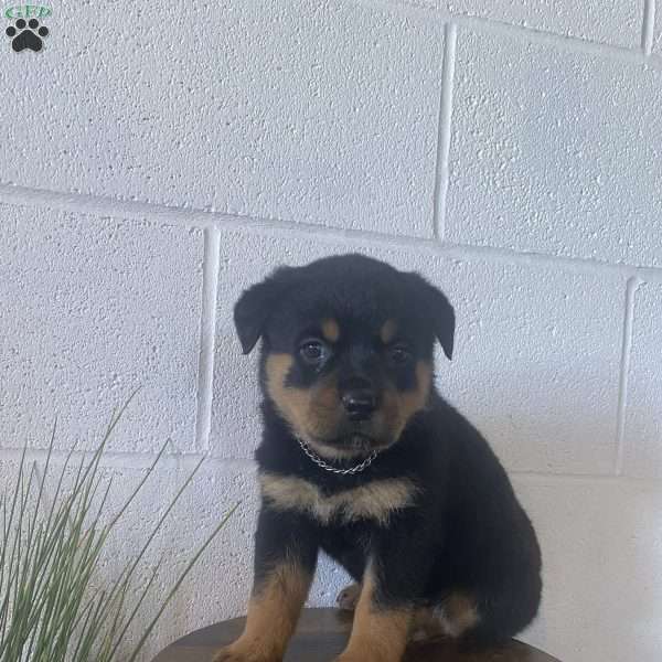 Ellie, Rottweiler Puppy