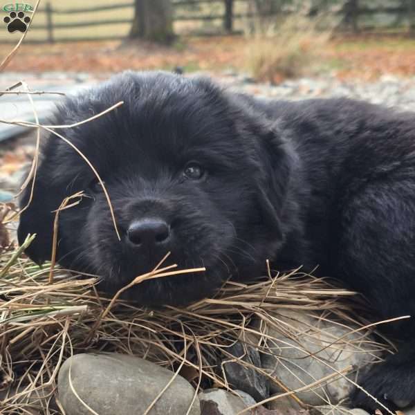 Pink, Newfoundland Puppy