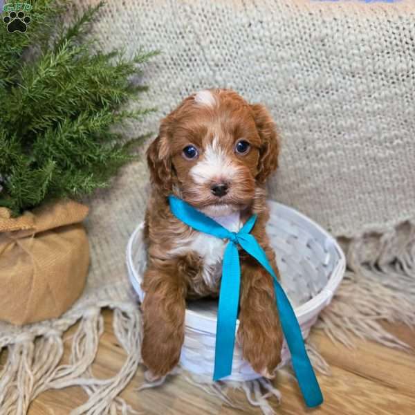 Micah, Cavapoo Puppy