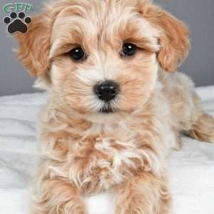 Snowflake, Maltipoo Puppy