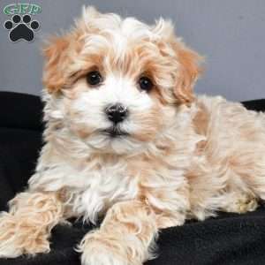 Ralphie, Maltipoo Puppy