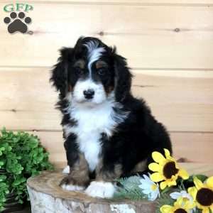 Pumpkin Pie, Bernedoodle Puppy