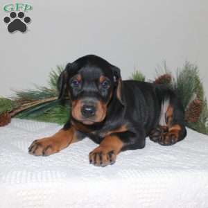 Rover, Doberman Pinscher Puppy