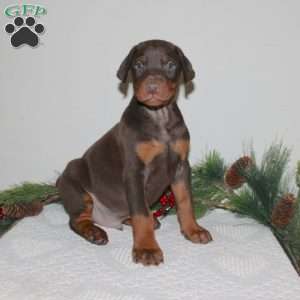 Roxy, Doberman Pinscher Puppy