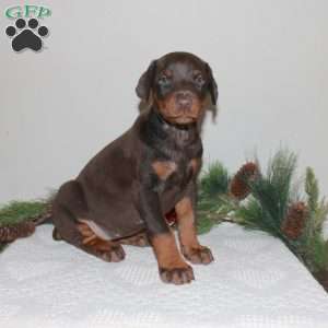 Rudie, Doberman Pinscher Puppy