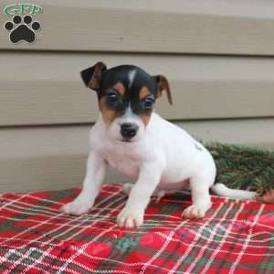 Jay, Jack Russell Terrier Puppy