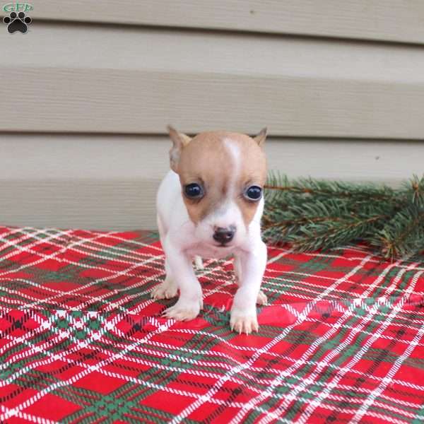 Janelle, Jack Russell Terrier Puppy