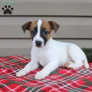 Isaac, Jack Russell Terrier Puppy