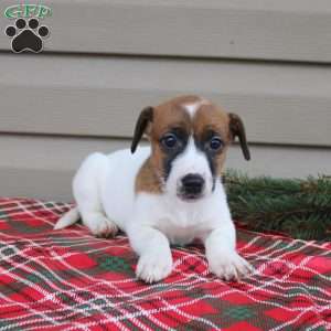 Ida, Jack Russell Terrier Puppy