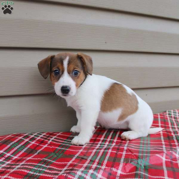 Irene, Jack Russell Terrier Puppy