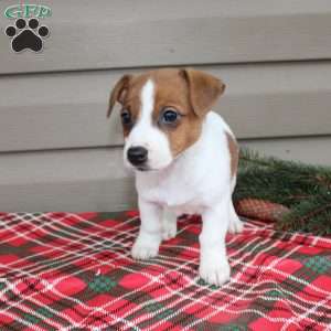 Iris, Jack Russell Terrier Puppy